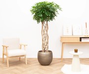 Schefflera Arboricola Compacta gevlochten cilinder - 160cm