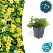 Waldsteinia Ternata - 20cm