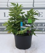 Cyrtomium fortunei - pot 2L -