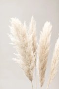 Foto Pampas Grass Grey 02, Studio Collection