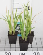 Schizostylis coccinea 'Alba' - pot 9x9 cm