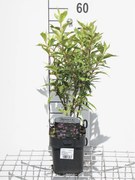 Weigela 'Nana Variegata' - pot - 30-40 cm