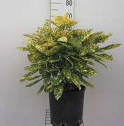 Aucuba japonica 'Rozannie' - pot - 30-40 cm