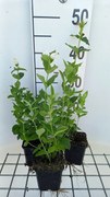Chelone obliqua 'Alba' - pot 9x9 cm