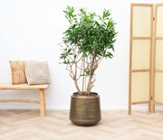 Dracaena Reflexa vertakt (Song of Jamaica) - 140cm