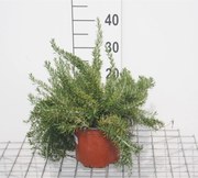Rosmarinus officinalis 'Prostratus' - pot - 20-30 cm (Kruiprozemarijn) -