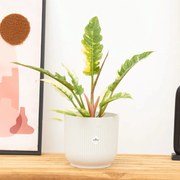 Philodendron Ring of fire - 30cm