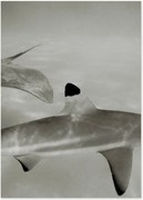 Digitale print Abyssal