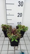 Lamiastrum galeobdolon 'Herman's Pride' - pot 9x9 cm