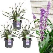 Liriope muscari'Ingwersen'- 25cm