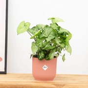Syngonium White Butterfly Feel Green - 30cm
