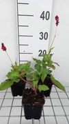 Persicaria amplexicaulis 'Red Baron' - pot 9x9 cm