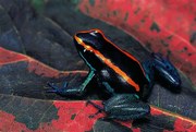 Foto Phyllobates vittatus (Golfodulcean poison frog), Paul Starosta