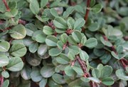 Cotoneaster procumbens 'Queen of Carpets' - pot 1,3L - 15-20 cm -