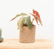 Begonia Maculata (stippenplant) - 30cm