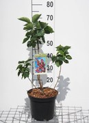 Syringa vulgaris 'Katherine Havemeyer' - pot - 50-60 cm