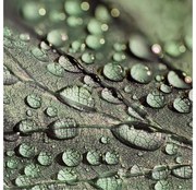 Goossens Schilderij Macro Leaf, 74 x 74  cm