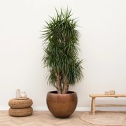 Dracaena Marginata vertakt XXL - 190cm
