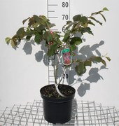 Hamamelis x intermedia 'Diane' - pot 12L - 80-100 cm