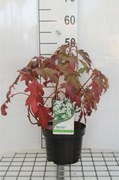 Hydrangea quercifolia 'Hqopr010' (Ice Crystal) - pot - 30-40 cm -