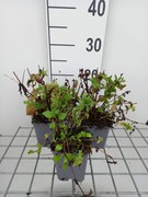 Mimulus cupreus 'Roter Kaiser' - pot 9x9 cm