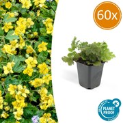 Waldsteinia Ternata - 20cm