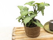 Syngonium Nguengi Laima - 30cm