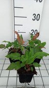 Persicaria amplexicaulis 'Blackfield' - pot 9x9 cm -