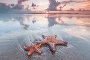 Foto Starfish on beach, IvanMikhaylov