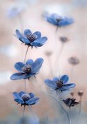 Foto Cosmos blue, Mandy Disher