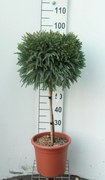 Cryptomeria japonica 'Globosa Nana' - pot 9L - geënt op stam