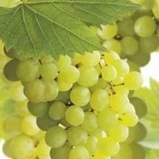 Vitis 'Golden Champion' - pot - 50-60 cm -