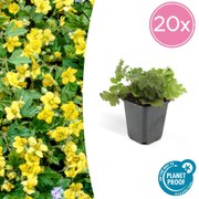 Waldsteinia Ternata - 20cm