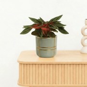 Bambino Peperomia Rosso - 10cm