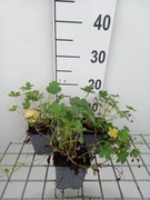 Geranium x riversleaianum 'Mavis Simpson' - pot 9x9 cm