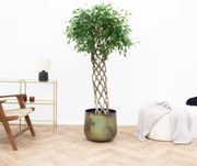 Ficus Benjamina gevlochten mat - 180 cm