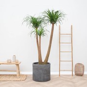 Beaucarnea Multi Stam XXL - 220cm