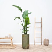 Combi deal - Strelitzia Nicolai inclusief vaas Elisa Mystic - 190cm