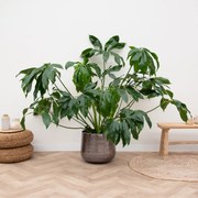 Philodendron Green Wonder - 160cm
