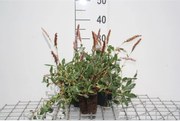 Persicaria affinis 'Superba' - pot 9x9 cm -