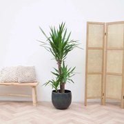 Yucca Elephantipes - 140cm