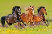 Poster Paarden - Rennen