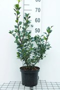 Ilex x meserveae 'Hachfee' (Heckenfee) - pot - 40-60 cm