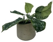 Scindapus Epipremnum Kunstplant - 20 cm