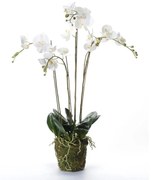 Emerald Kunstplant orchidee met mos wit 90 cm 20.355