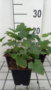 Heuchera villosa 'Chantilly' - pot 9x9 cm -