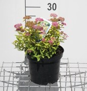 Spiraea japonica 'Goldmound' - pot 3L - 25-30 cm