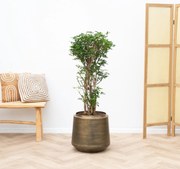 Schefflera Luciana struik vertakt - 130cm
