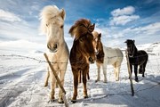 Foto Icelandic Hair Style, Mike Leske