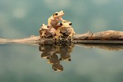 Foto Close-up of borneo eared frogs, Gary Davis / 500px